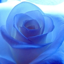 Külmkapimagnet Sinine roos